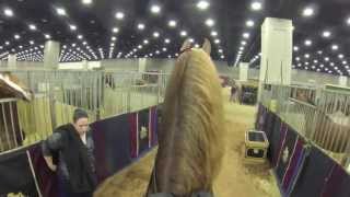 Stake Night Worlds Championship Horse Show 2013 FiveGaited Stake quotVideo Cam Perspectivequot [upl. by Delaryd263]