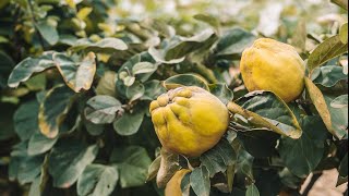 Babylonstoren Live Quinces in abundance 🍏 [upl. by Dominus]