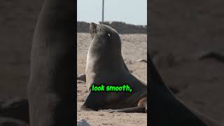 Seal Secrets Unbelievable Facts [upl. by Simon]