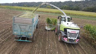 Ensilage 2024 GAEC La Motte Colas Claas Fendt Case Drone [upl. by Ennywg266]