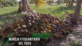 Manejo fitosanitario del coco  TvAgro por Juan Gonzalo Angel Restrepo [upl. by Buroker]