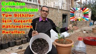 Çelikten Köklendirme Nasıl Yapılır Zeytin Uygulaması [upl. by Lew900]