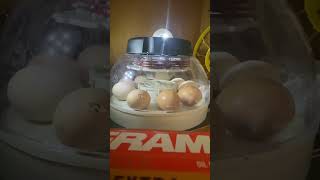 Indio Gigante chicken egg hatchingFull unzipping [upl. by Pappas108]