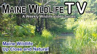 Maine Wildlife  Trail Cam  Up Close  Bear  Deer  Buck  Twin Fawns  Coyote wprey  Bittern [upl. by Brainard541]