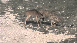 Cheetah killing Wildebeest Calf [upl. by Nesnah809]