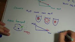 AQA GCSE Biology B1 summary Cells Part 2 [upl. by Neit]