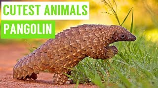 Pangolins are the CUTEST Animals Compilation [upl. by Lehman]