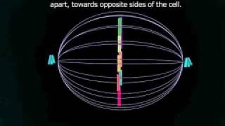 Mitosis  cell reproduction [upl. by Ettenirt]