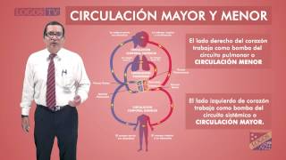 Circulación mayor y menor [upl. by Tirma]