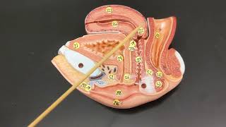 Female Reproductive Anatomy  Review and Practice [upl. by Anuhsal875]