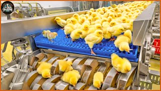 Methods And Processes Of Raising Broiler Chickens  Processing Fried Chicken  Food Factory [upl. by Ernestus]