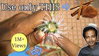 How to grow adenium from cuttings [upl. by Kendell860]