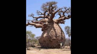 amazing trees in the world [upl. by Ralfston]