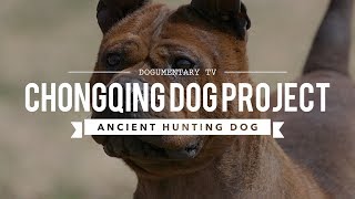 ALL ABOUT CHONGQING DOG ANCIENT CHINESE BULLDOG [upl. by Ainirtac777]