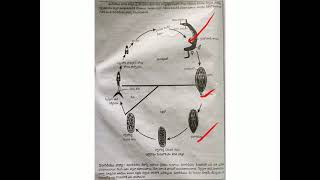 Life Cycle Of Schistosoma Haematobium [upl. by Cj]