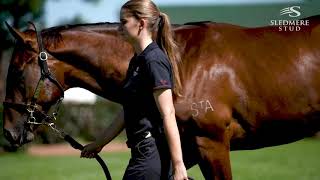 2020 Inglis Easter  Lot 268  More Than Ready x Vavasour  Colt [upl. by Caassi]