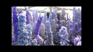 Larkspur Nursery Delphiniums in Bloom July 2013 [upl. by Alleul]