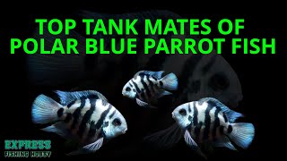 TOP TANK MATES OF POLAR BLUE PARROT FISH [upl. by Aderf]