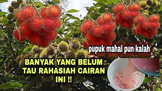 Luar bisa cairan ini  membuat pohon rambutan berbuah lebat sepanjang tahun [upl. by Evars]