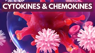 Immunology Lecture 8  Cytokines and Chemokines [upl. by Naryt]