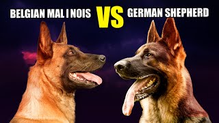 Belgian Malinois VS German Shepherd The Ultimate Dog Showdown [upl. by Miranda]