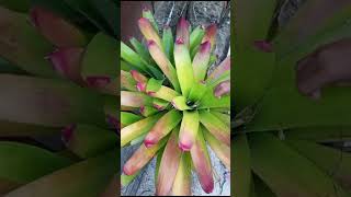 Bromelia Saudaranya Nanas [upl. by Leeban]