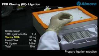 PCR Cloning III Ligation [upl. by Angadresma]