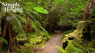 The Most Magical Rainforest Walk  Walking Ambience  Temperate Rainforest  Philosopher Falls [upl. by Sosna630]