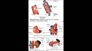 Pancreas Relations Anatomy Quick Revision University Exam [upl. by Aihsas145]