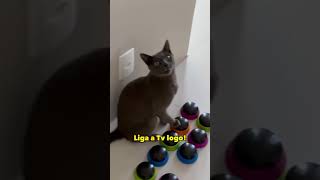 Nível de paciência 9999 😂gatos gatofalante gatoquefala trigatos gatocinza theycantalk [upl. by Inilahs]