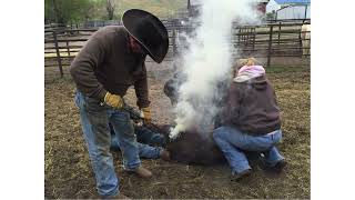 Original size Cattle Branding 101 It’s good for Everyone [upl. by Coe573]