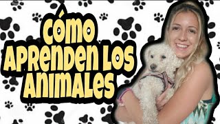 como aprenden los animales conductismo clasico y operante [upl. by Park]