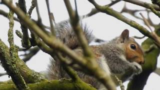 Wiewiórka szara Sciurus carolinensis  gray squirrel [upl. by Nove415]