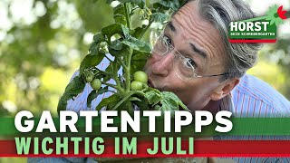 Tomaten pflegen Feldsalat säen der richtige Standort für Lilien  Horst sein Schrebergarten [upl. by Baldwin243]