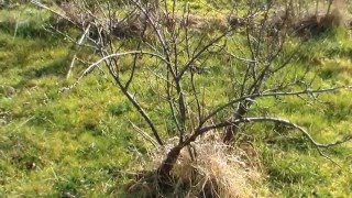 Johannisbeeren Schneiden im Garten und Setzling nehmen Die SelberMacher DiY [upl. by Yadrahs686]