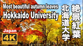 北海道大学の紅葉 日本の大学の中で最も紅葉が美しい 2022 Hokkaido UniversityMost Beautiful autumn leaves in universities 札幌観光 [upl. by Roley]