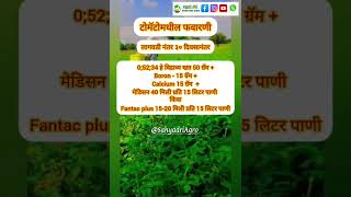 टोमॅटो फवारणी 5 व 6 tomatospray 5 amp 6 ytshortsindia sahyadriagro agriculture ytshort tomato [upl. by Clemence930]