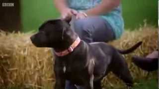 The Real Staffordshire Bull Terrier Dangerous A MUST SEE BBC Experiment [upl. by Norrehc]