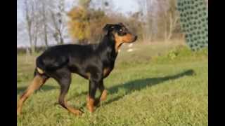 German Pinscher Freyr Neit Ilya 6 months [upl. by Kafka677]