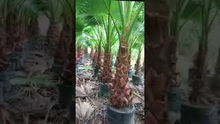 Washingtonia plant [upl. by Annol]