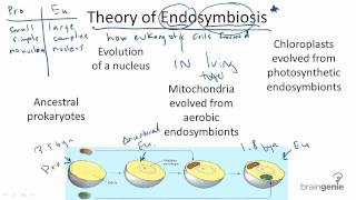 1213 Theory of Endosymbiosis [upl. by Norehc]