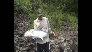 Landbased GT popper fishing Vavau [upl. by Pasol]