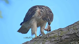 Buteo jamaicensis REDTAILED HAWK hunting feeds on chipmunk 9084273 [upl. by Matti612]