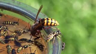 Trapping Wasps Hornets and Yellow Jackets Best Bait Mixture and lure Protecting Honey Bees [upl. by Hildick656]