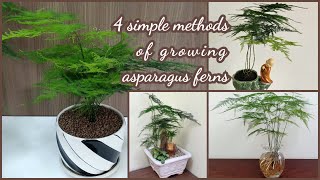 4 simple methods of growing asparagus ferns [upl. by Anhej]