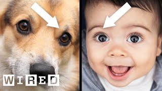 How Puppy Dog Eyes Evolved to Match Humans  WIRED [upl. by Yrahk]