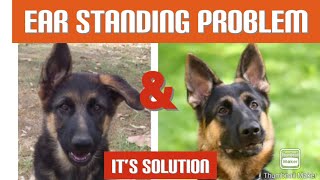 Ear standing problem in German shepherd dog ear tapping  dog के कान खड़े करने का तरीक़ा [upl. by Etteuqal]