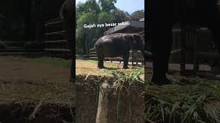 Gajahnya besar sekali teman teman hewan gajah [upl. by Milak]