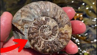 10 Fossil Hunting Mistakes [upl. by Roter]