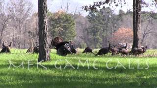 Real Wild Turkey Sounds [upl. by Nilyahs]